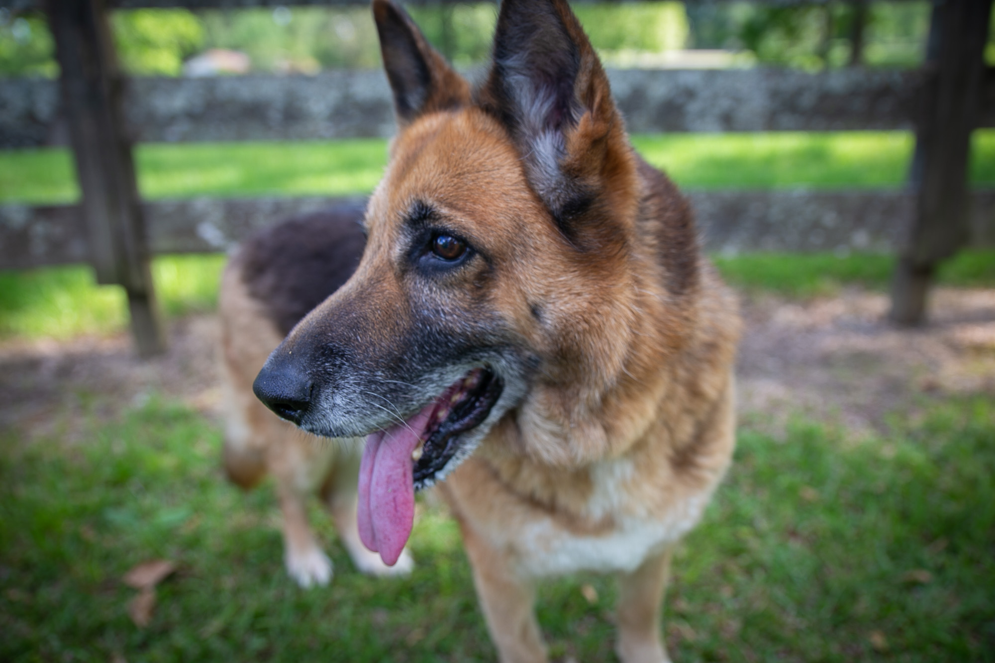 Samantha Dog Rescue Photo 1